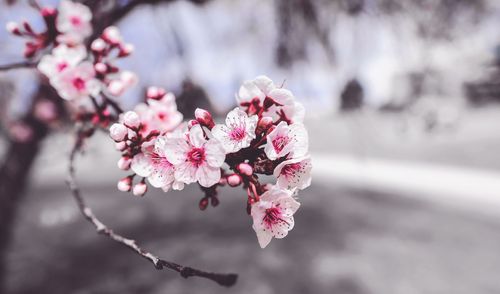 Close-up of pink flowers on branch