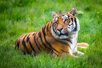 Portrait of tiger on field