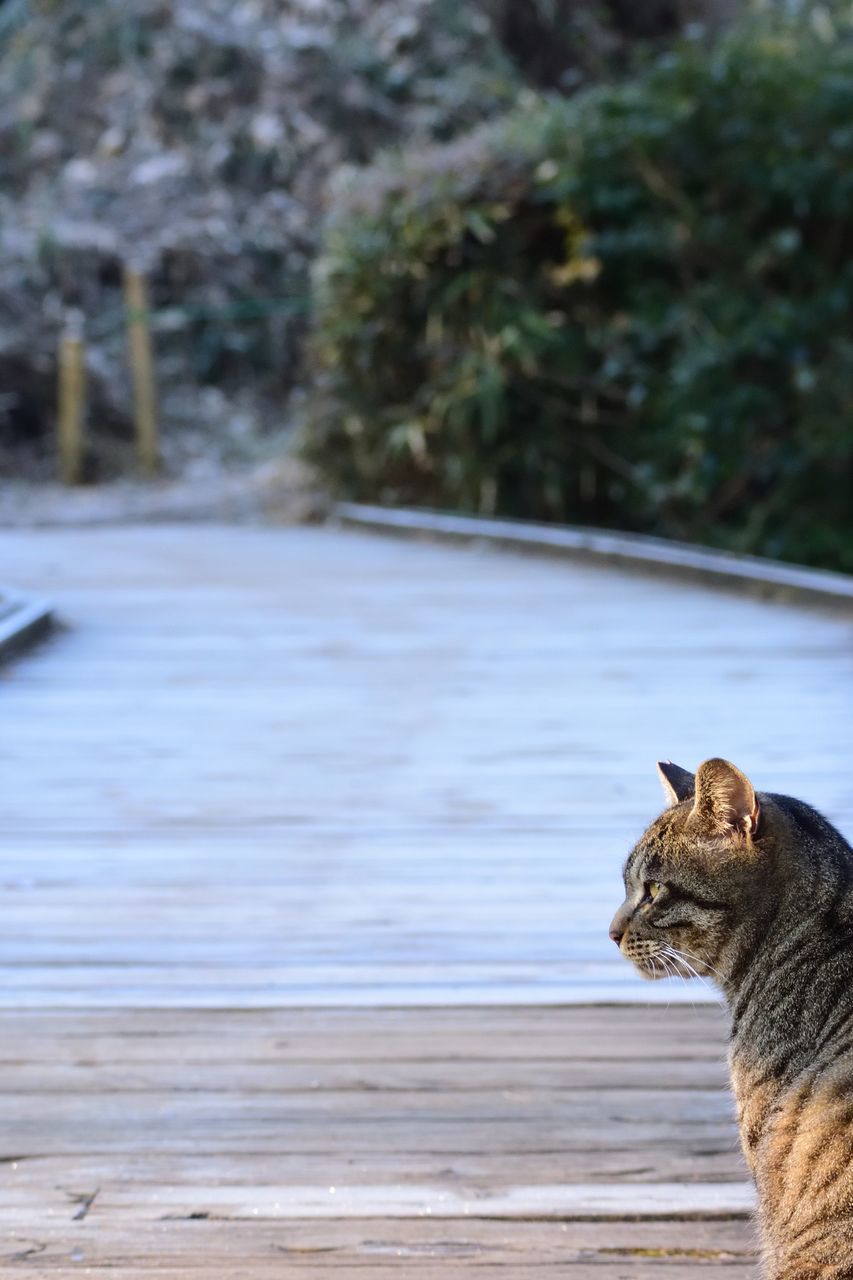 domestic cat, one animal, mammal, feline, pets, animal themes, domestic animals, focus on foreground, no people, nature, day, outdoors