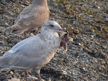 Eating bird ans starfish