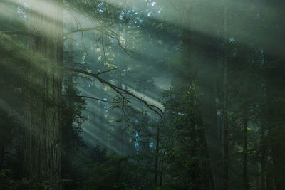 Scenic coastal fog covered redwood forest scenery. northern california nature theme.