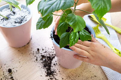 Process of planting hibiscus houseplant in pink plastic pot by gardener.