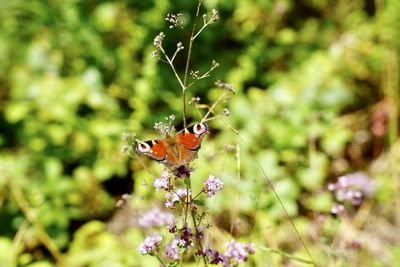 Close-up of butterfly pollinating on flower