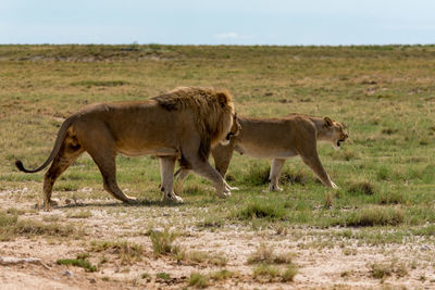 Side view of two cats on field