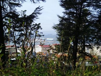 Trees and cityscape against sky