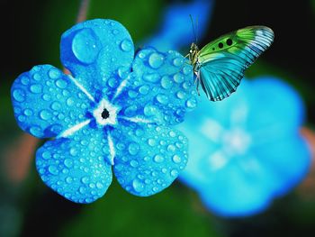 Close-up of butterfly on leaf