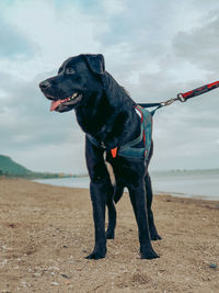 Black dog looking away while standing on beach