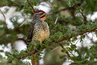 Low angle view of a bird perching on branch