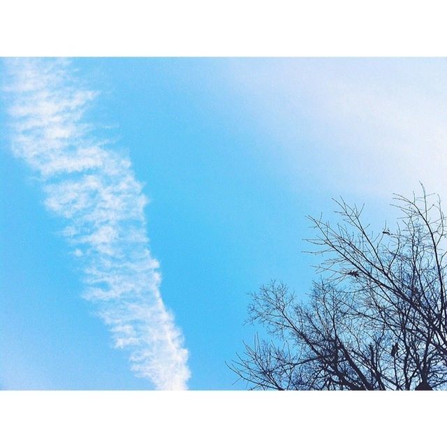 transfer print, low angle view, blue, auto post production filter, sky, tree, beauty in nature, nature, tranquility, branch, scenics, bare tree, tranquil scene, day, cloud, outdoors, cloud - sky, no people, growth, high section