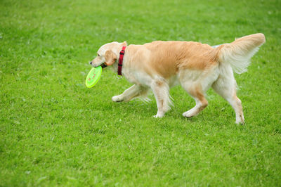 Dog running on grassy field