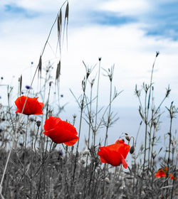 Close-up of red poppy flowers against sky