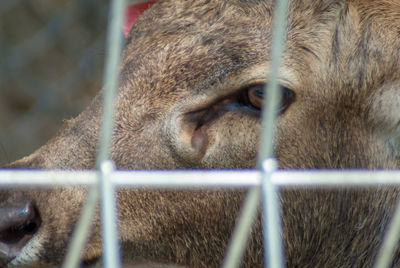 Close-up of a cat in cage