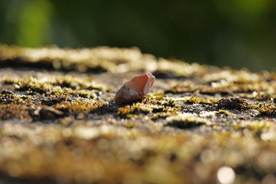 Close-up of pink flint 