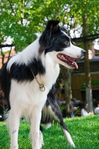 Close-up of a dog looking away