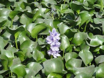 Close-up of purple flowering plants