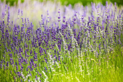 Close-up of purple flowering plants on field