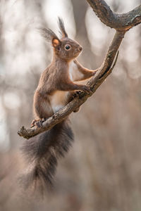 Close-up of squirrel