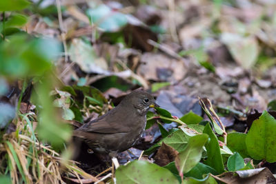 Close-up of bird perching on ground