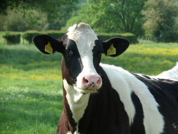 Portrait of cow