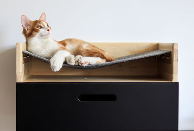 Portrait of a cat resting in box