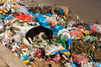 High angle view of stray puppy sitting on garbage