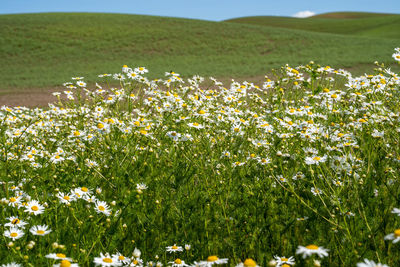 View of flowering plants growing on field