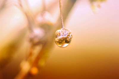 Close-up of water drops on plant, orange color, sunset, after rain 