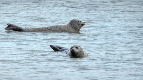 Seals swimming in sea