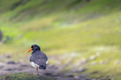 Close-up of oystercatcher perching on land