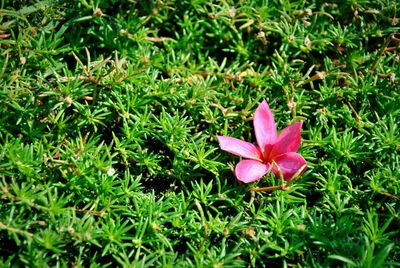 Close-up of pink flower blooming outdoors