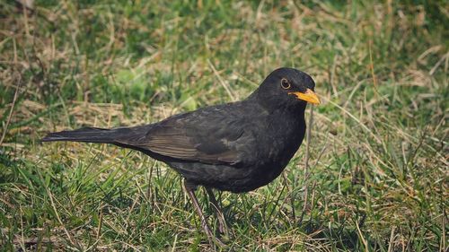 Bird perching on a field