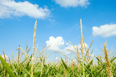 Low angle view of plants on field against sky