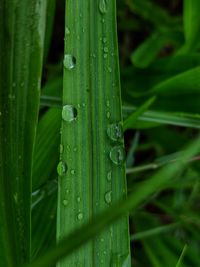 Close-up of raindrops on green leaf