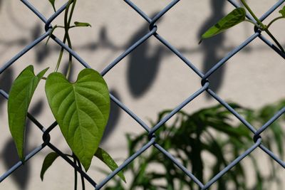 Close-up of chainlink fence against plants