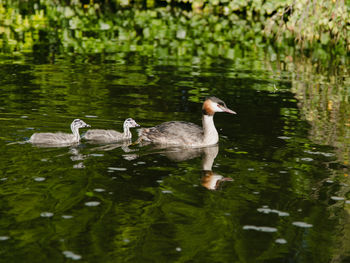 Swans swimming in lake