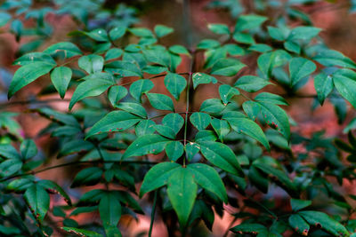 Close-up of leaves on plant in field