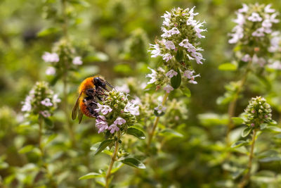 Close-up of insect on flower