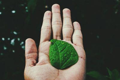 Close-up of hand holding wet leaf