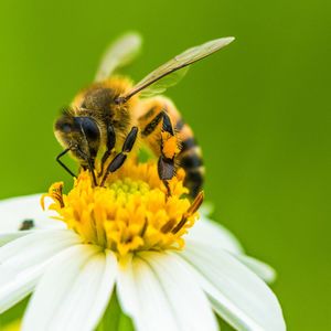 Close-up of bee pollinating on yellow flower