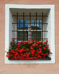 Potted plants on window of building