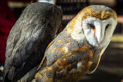 Close-up of owl