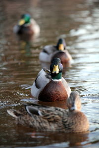 Ducks swimming in lake
