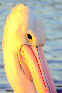 Close-up of pelican