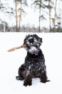 Black miniature schnauzer is playing with stick in winter park.