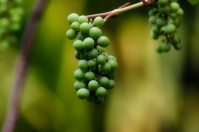 Close-up of grapes growing in vineyard