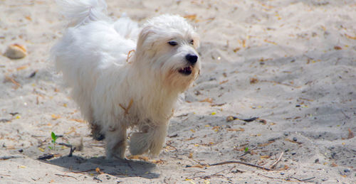 Portrait of a dog running on ground