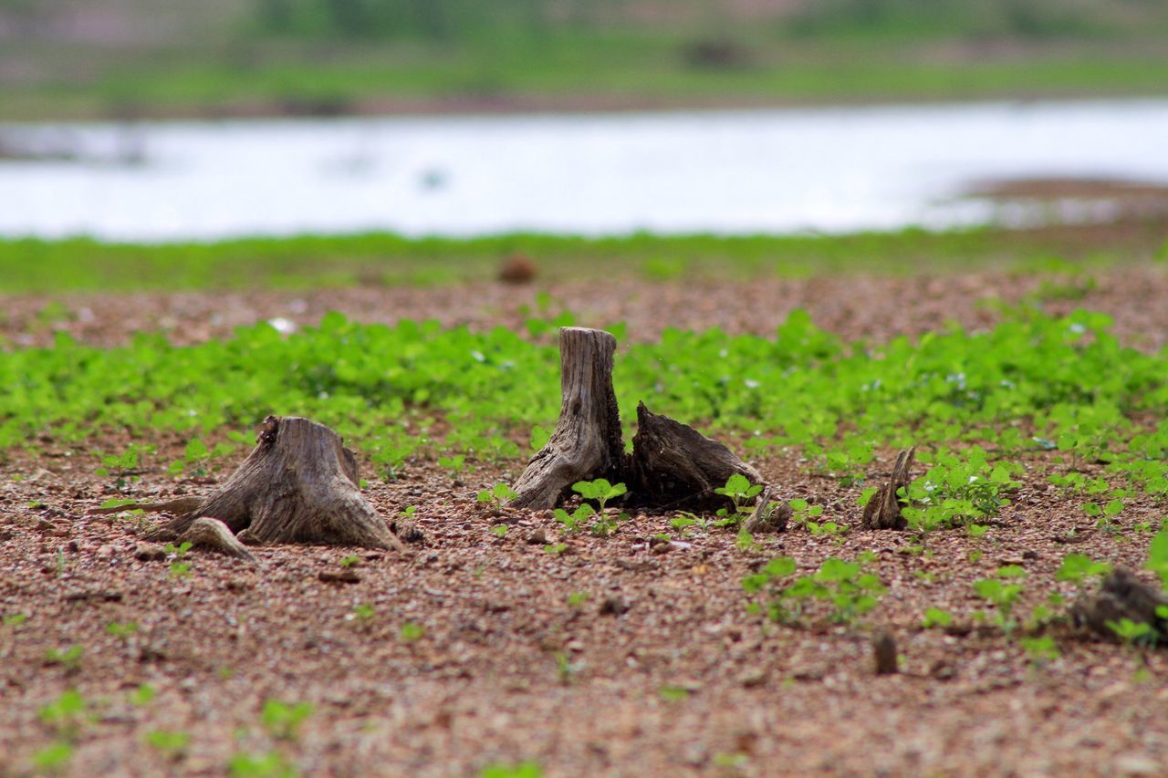 focus on foreground, selective focus, nature, field, animal themes, one animal, tranquility, animals in the wild, surface level, day, close-up, outdoors, wildlife, grass, landscape, rock - object, no people, tranquil scene, beach, textured