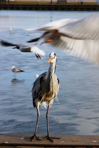 Bird flying over water