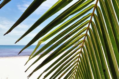 Palm tree by sea against sky