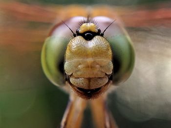 Close-up of insect